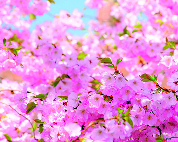 Обои Фото DIVINO DECOR Б1-023